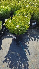 Alpinariumo augalas, smiltė, vazonėlio skersmuo 12 cm.