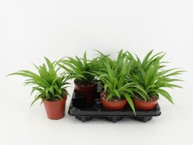 Kambarinis augalas, chlorofitas "Lemon", vazonėlio skersmuo 12 cm.