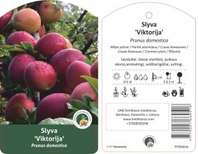 Vaismedis, slyva "Viktorija", vazonas 20 l.