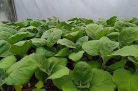 Daržovių sodinukai, baklažanai "Black Beauty"