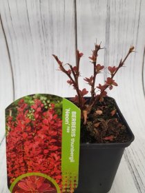 Dekoratyvinis krūmas, raugerškis tunbergo "Neon", vazonėlio skersmuo 9 cm.