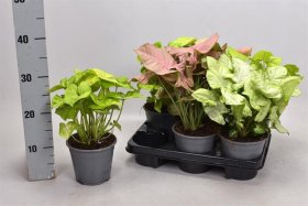 Kambarinis augalas, paprastasis singonis, vazonėlio skersmuo 14 cm.