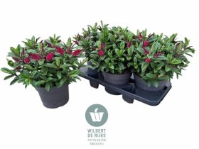 Dekoratyvinis krūmas, hebė "Tikittik Pi Kiwi", vazonėlio skersmuo 19 cm.