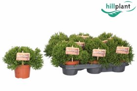 Kambarinis augalas, ripsalis, vazonėlio skersmuo 11 cm.