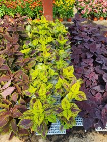 Vienmetė gėlė, margenis, vazonėlio skersmuo 12 cm.