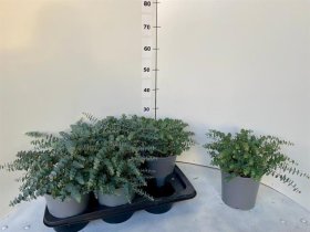 Dekoratyvinis krūmas, eukaliptas, vazonėlio skersmuo 17 cm.