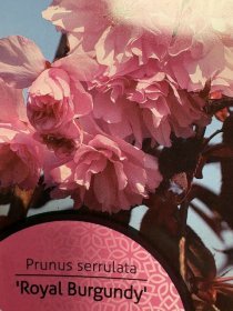 Dekoratyvinis medis, vyšnia "Burgundy", ant stiebo, vazonėlio skersmuo 23 cm.