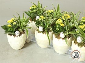 Kambarinis augalas, Velykinė kompozicija "Kiaušinis", vazonėlio skersmuo 11 cm.