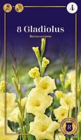 Didžiažiedžių kardelių Bananarama svogūnėliai, 8 vnt., 14/+, Supreme, 87348414, (P)