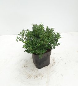 Dekoratyvinis krūmas, bugienis "Glory Gem", vazonėlio skersmuo 17 cm.