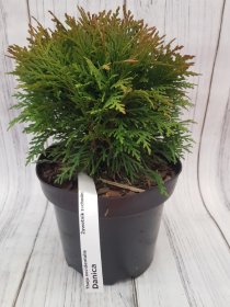Spygliuotis, tuja vakarinė "Danica", vazonas 2,5 l.