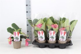 Kambarinis augalas, medinilė "Magnifica", vazonėlio skersmuo 14 cm.