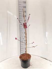 Vaismedis, persikas dekoratyvinis, vazonėlio skersmuo 23 cm.