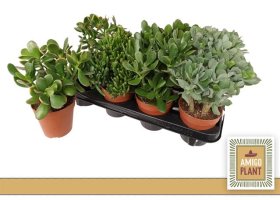 Kambarinis augalas, storalapis, įvairūs, vazonėlio skersmuo 12 cm.
