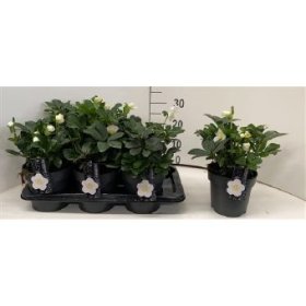 Daugiametė gėlė, eleboras "Christmas Carol", vazonėlio skersmuo 17 cm.