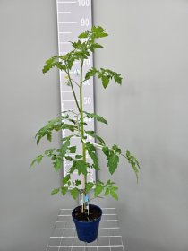 Daržovių sodinukai, bulvidorai, vazonėlio skersmuo 13 cm.