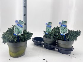 Spygliuotis, kadagys "Blue Star", vazonėlio skersmuo 19 cm.