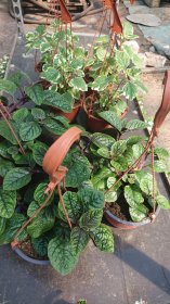 Vienmetė gėlė, cimžiedė, vazonėlio skersmuo 15 cm.