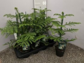 Kambarinis augalas, araukarija, vazonėlio skersmuo 13 cm.