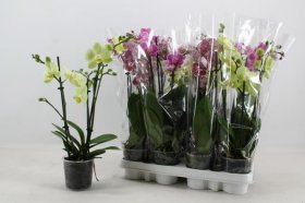 Kambarinis augalas, orchidėja (Phalaenopsis), 3 šakos, vazonėlio skersmuo 9 cm.