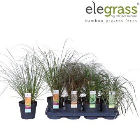 Žolinis augalas, viksva, vazonėlio skersmuo 14 cm.