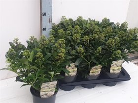 Dekoratyvinis krūmas, skimija "Frag Claud", vazonėlio skersmuo 17 cm.