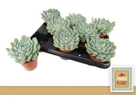 Kambarinis augalas, kalvorė "Aurora" (Eševerija), vazonėlio skersmuo 9 cm.