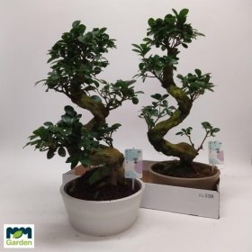 Kambarinis augalas, fikusas "Bonsai", vazonėlio skersmuo 25 cm.