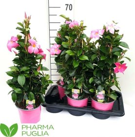 Vijoklinis augalas, mandevila "Rio Pink", vazonėlio skersmuo 17 cm.