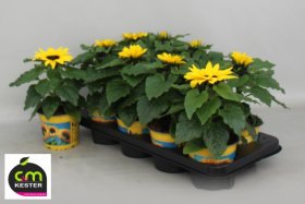 Vienmetė gėlė, saulėgrąža, vazonėlio skersmuo 13 cm.