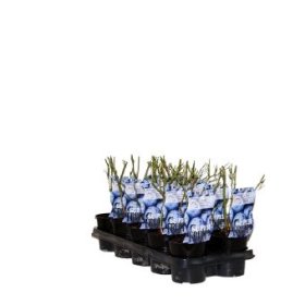 Vaiskrūmis, šilauogė, vazonėlio skersmuo 12 cm.