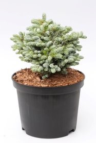 Spygliuotis, kėnis korėjinis "Kohouts Icebreaker", vazonėlio skersmuo 23 cm.