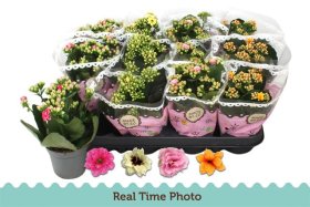 Kambarinis augalas, kalankė, įvairios, vazonėlio skersmuo 9 cm.