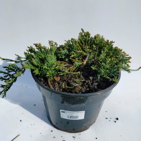 Spygliuotis, kadagys gulsčiasis "Wiltonii", vazonas 3 l.