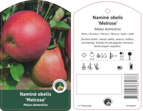 Vaismedis, obelis "Melrose"