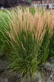 Žolinis augalas, lendrūnas smailiažiedis "Karl Foerster", vazonėlio talpa 2 l.