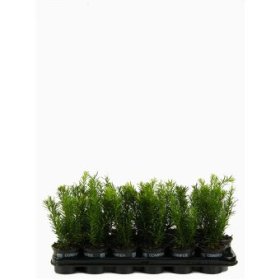 Spygliuotis, cefalotaksas "Fastigiata", vazonėlio skersmuo 9 cm.