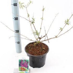 Dekoratyvinis krūmas, budlėja "Border Beauty", vazono skersmuo 17 cm.