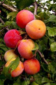 Vaismedis, slyva "Greitutė"