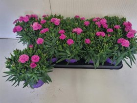 Vienmetė gėlė, gvazdikas "Peman", vazono skersmuo 12 cm.
