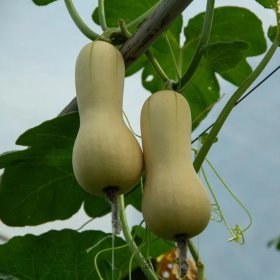 Daržovių sodinukai, muskatiniai moliūgai "Butternutt", vazonėlio skersmuo 10 cm.