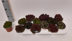 Alpinariumo augalas, šilropė, įvairi, vazonėlio skersmuo 10 cm.