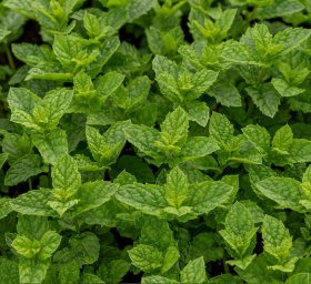 Prieskoninis augalas, mėta, vazonas 1 l.
