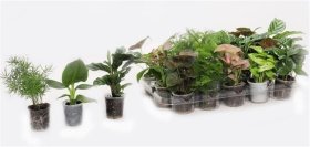 Kambarinis augalas, įvairūs lapiniai augalai, vazonėlio skersmuo 6 cm.