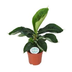 Kambarinis augalas, bananmedis, vazono skersmuo 17 cm.