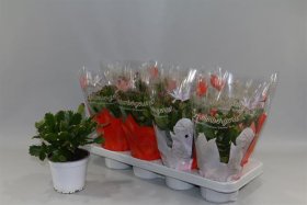 Kambarinis augalas, plokštenis, vazonėlio skersmuo 13 cm.