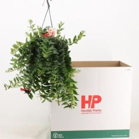 Kambarinis augalas, eschinantas "Caroline", vazonėlio skersmuo 15 cm.