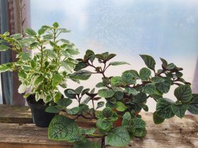 Vienmetė gėlė, cimžiedė, vazonėlio skersmuo 12 cm.