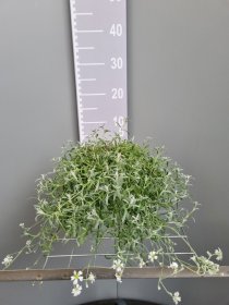 Žolinis augalas, glažutė pūkuotoji, vazonas 2 l.