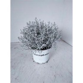 Vienmetė gėlė, kalocefalas, vazonėlio skersmuo 12 cm.